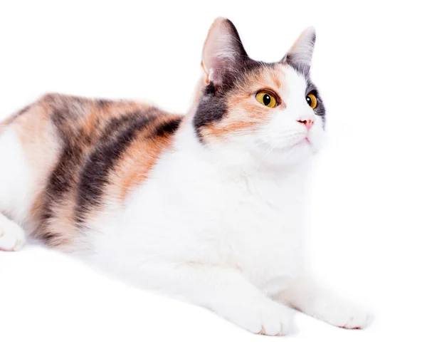Krásný Trikolor Kočka Zblízka Přední Pohled Bílém Pozadí Izolovaný Obraz — Stock fotografie