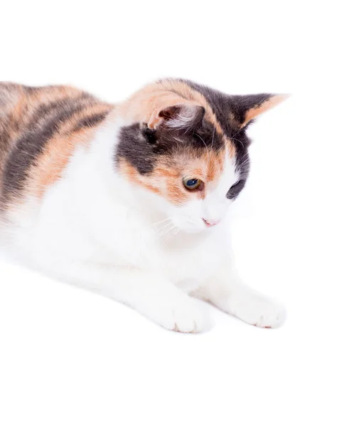 Portrait Close Bright Sunny Beautiful Tricolor Cat Front View White — Zdjęcie stockowe