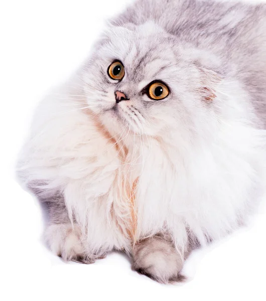 Портрет Крупним Планом Пухнаста Шотландська Кішка Срібна Шиншила Лежить Білому — стокове фото