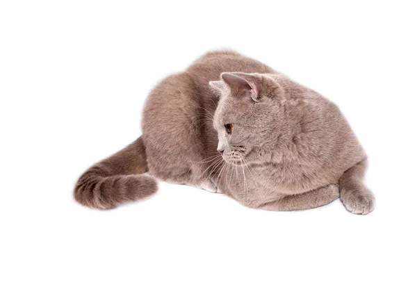 Perfekt Skotsk Katt Med Orange Ögon Liggande Vit Bakgrund Isolerad — Stockfoto