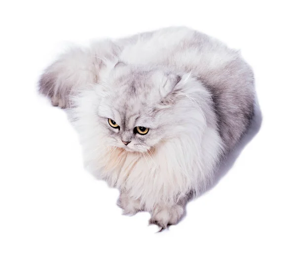 Довговолосий Шотландський Згорнутий Кіт Сріблястий Білошкірий Лежить Білому Фоні Ізольований — стокове фото
