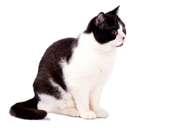 Gran Gato Escocés Bicolor Color Sobre Fondo Blanco Imagen Aislada —  Fotos de Stock