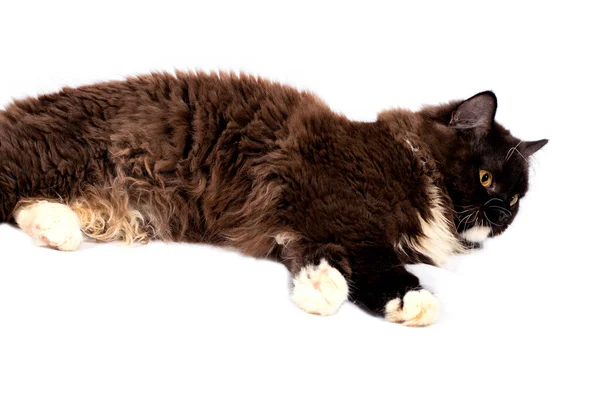 Fluffy Chocolate Colored Long Haired British Highland Cat Lying Isolated — Stock Photo, Image