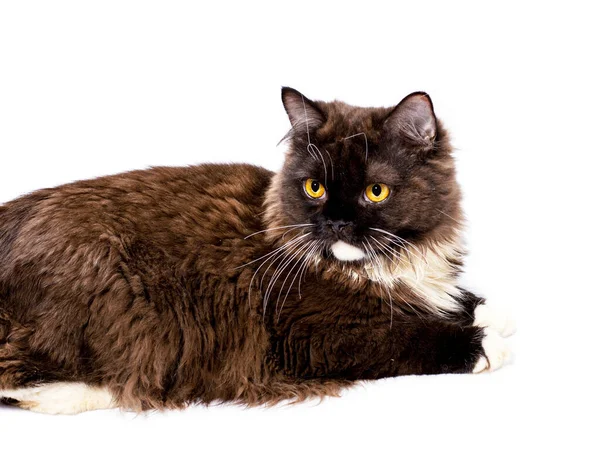 Fluffig Choklad Färgad Långhårig Brun Skotsk Katt Vit Bakgrund Isolerad — Stockfoto