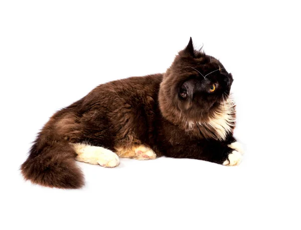 蓬松的巧克力色的苏格兰长毛猫躺在床上 形单影只 漂亮的家猫 屋里的猫 — 图库照片