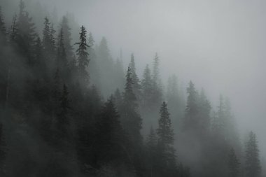 Karamsar bir günde sisle kaplı çam ağaçları