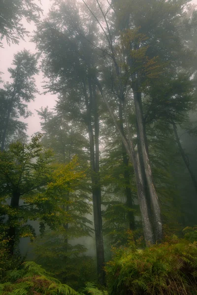 Árboles Altos Cubiertos Niebla Dentro Bosque — Foto de Stock