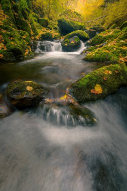 Güzel, küçük bir nehir bir vadide bir sürü yosun ile akıyor.