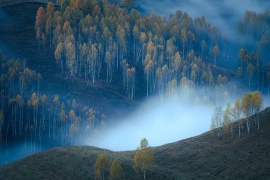 Vadide sisli bir huş ağacının yanında sonbahar sabahı 