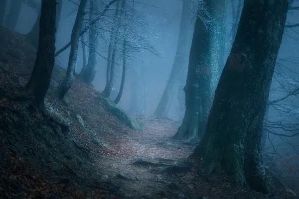 Scène Hivernale Dans Une Forêt Aux Branches Gelées Brouillard — Photo