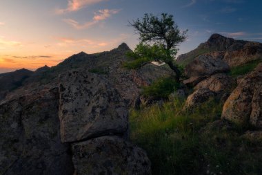 Dağlarda çorak bir alanda yetişen küçük yalnız bir ağaç. 