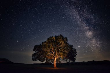 Geceleyin Samanyolu 'yla büyük bir tarlada yalnız meşe ağacı. 