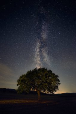 Yalnız meşe ağacı gecenin bir yarısı samanlıkta duruyor.