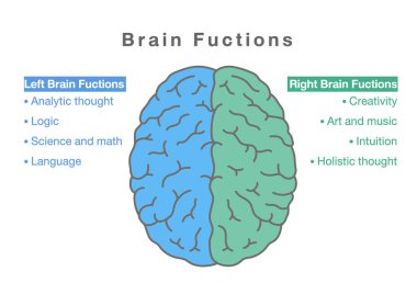 İnsan beyninin sağ ve sol fonksiyonları. Beynin bilgisine ulaşma ve çalışma süreçleri için tıbbi şema.