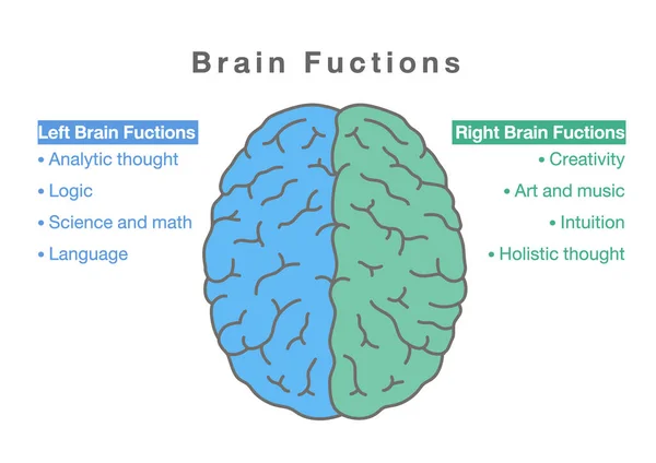Emberi Agy Jobb Bal Oldali Funkciói Orvosi Diagram Agy Információinak — Stock Vector