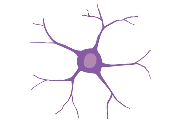 Cellule Nerveuse Humaine Illustration Sur Biologie Des Cellules Cérébrales Humaines — Image vectorielle