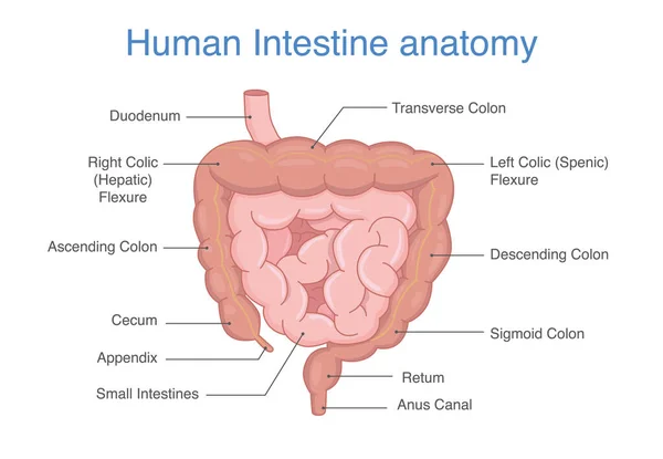 人間の腸図の解剖学と説明 消化器系の医学と健康に関するイラスト — ストックベクタ