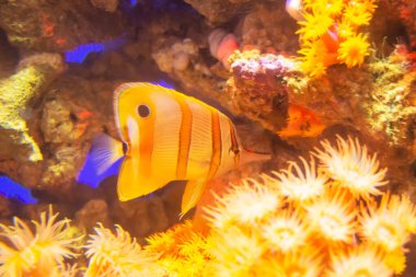 Tropikal balıklar ve sıcak sularda mercanlar ve polipler.