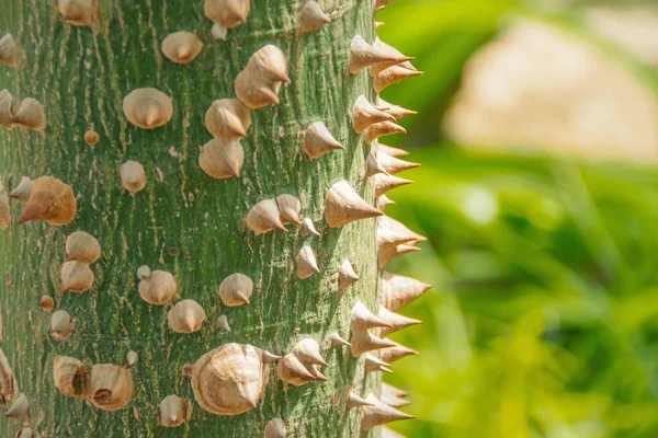 Corteccia Ceiba Speciosa Filato Seta Sfondo Macro Floreale Naturale — Foto Stock
