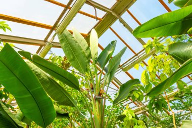 Büyük bir Strelitzia Niccolai, tropik bir seranın içinde.