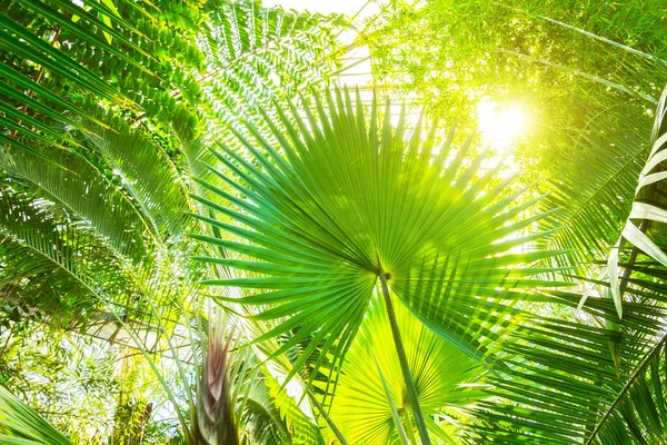 Hojas Palma Verde Los Matorrales Selva Sol Brillando Haz Luz —  Fotos de Stock