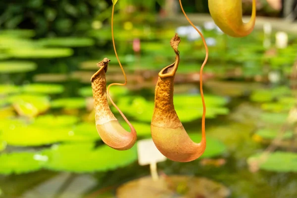 Plantas Tropicales Carnívoros Nepentes Con Jarras Para Captura Insectos Alimentación —  Fotos de Stock