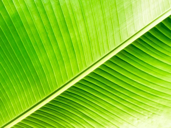 Leaf Banana Green Wall Background Texture Diagonal Stripes Line Pattern — Stock Photo, Image