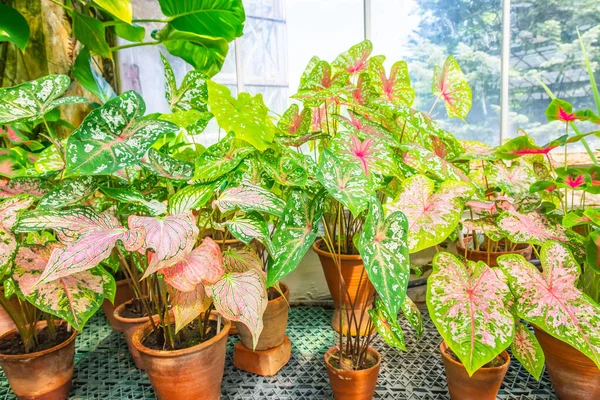 Muchos Caladios Macetas Barro Invernadero Alféizar Ventana — Foto de Stock