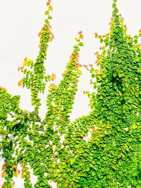 建物とフェンスの白い壁に植物を登る — ストック写真