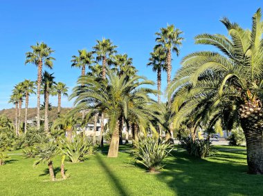 Tropikal bahçede güzel palmiye ağaçları