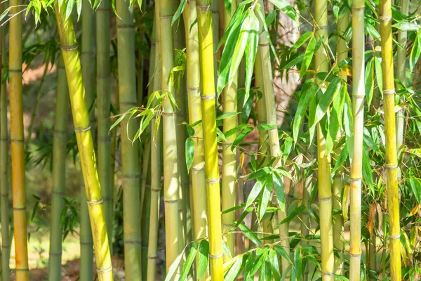 Bambu Snår Stammar Och Blad Växt — Stockfoto