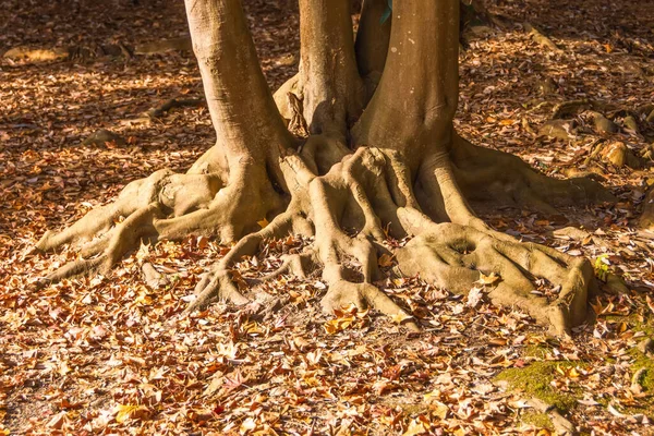 Büyük Gövdeli Zemin Üzerinde Büyük Kökleri Olan Bir Ağaç — Stok fotoğraf