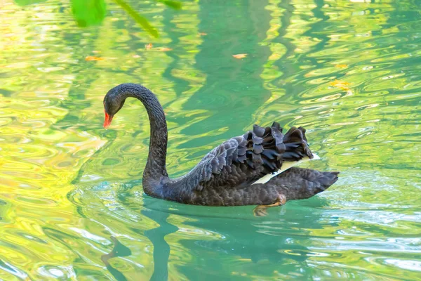 Fekete Hattyú Úszik Tóban Parkban — Stock Fotó