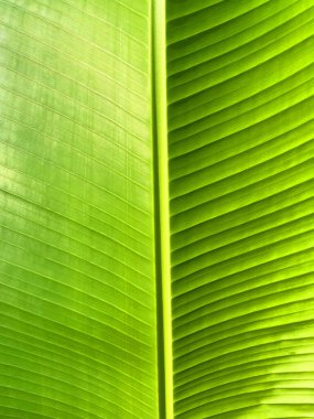 Yaprak yeşili ve büyük palmiye yaprağı dokusu