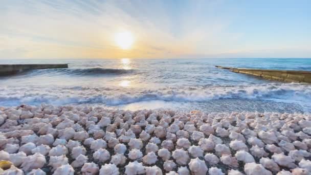 Морський Пляж Молюски Піску Заході Сонця Хвилями Прекрасний Дивовижний Вид — стокове відео