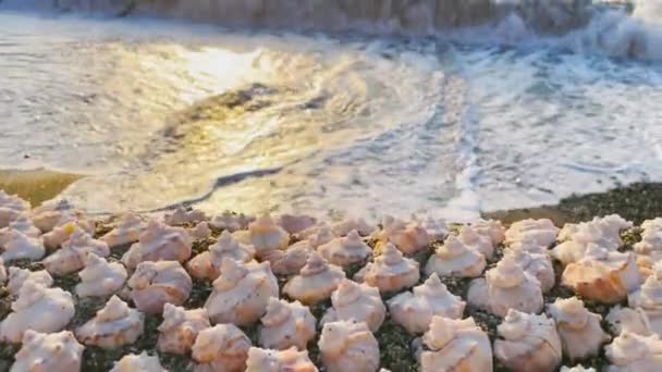 Zee Strand Omzoomde Schelpen Het Zand Bij Zonsondergang Met Golven — Stockvideo
