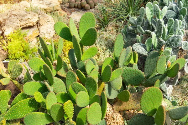 Tüskés Körte Kaktusz Különböző Fajok Sűrű Száraz Éghajlat — Stock Fotó
