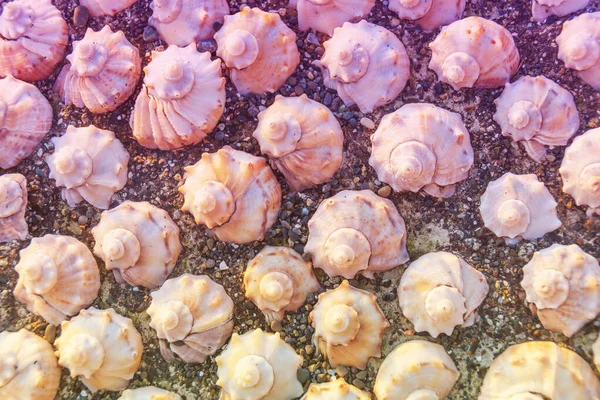 Conchas Mar Dispuestos Cuidadosamente Sobre Arena Textura Fondo Gradiente Cálido — Foto de Stock
