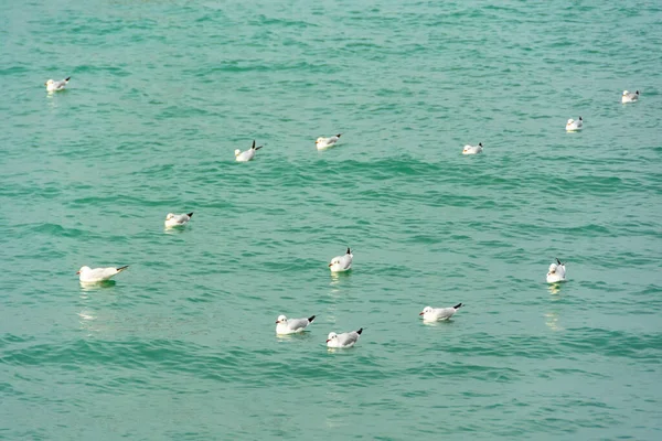 Чайки Плавают Стае Черном Море — стоковое фото