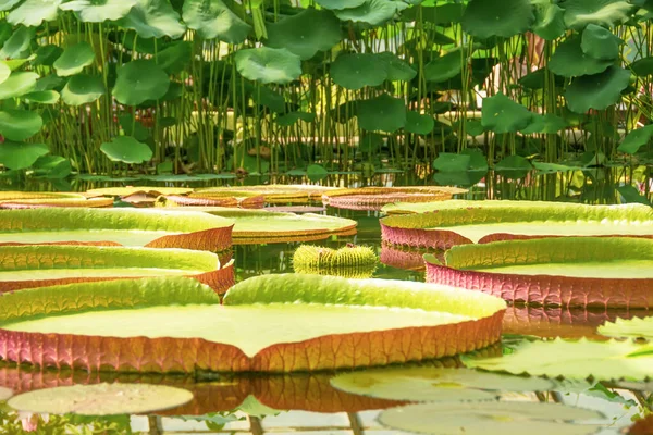 Victoria Amazonica Nın Lily Pad Ini Tropikal Bir Gölette — Stok fotoğraf