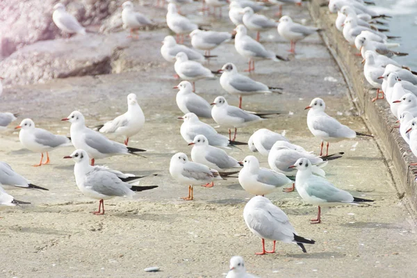 Las Gaviotas Sientan Una Bandada Rompeolas Hormigón Orilla Del Mar — Foto de Stock