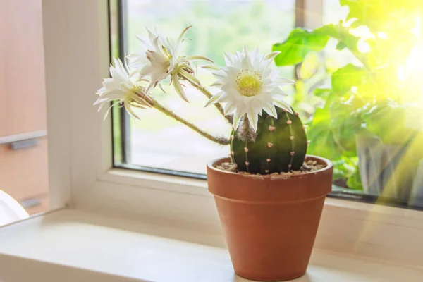 Cactus Fleurs Sur Rebord Fenêtre Maison Éclairé Par Soleil — Photo