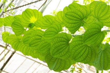 Büyük çizgili yapraklarla tırmanan bitki yaprakları.