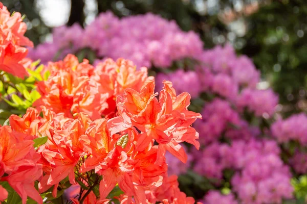 Kvetoucí Lososová Šeříková Fialová Rododendrony Parku Jaře — Stock fotografie