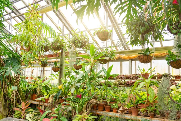 Tropisches Gewächshaus Mit Verschiedenen Arten Von Pflanzen — Stockfoto