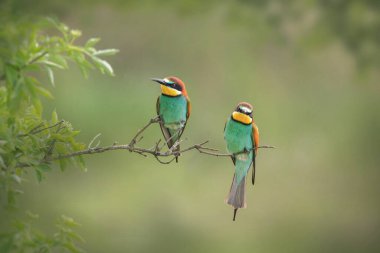Avrupa Arısı Yiyen (Meropidae))