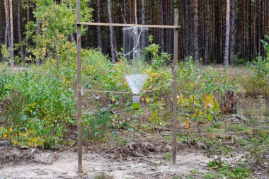 Ormanda kabuk böceği için feromon tuzağı. Havuç böceği için feromon tuzakları, orman koruması. Çam kabuğu böceklerine karşı feromon içeren beyaz plastik kapan ormansızlaşmayı önlemek için..