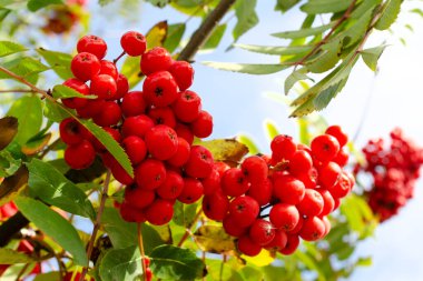 Bahçedeki bir ağaçta Rowan meyvesi. Yeşil yapraklardan oluşan bir arka planda olgun dağ külleri. Rowan böğürtlenleri dalda. Sorbus aucuparia. Yeşil yapraklı kırmızı yaban mersini kümesi.
