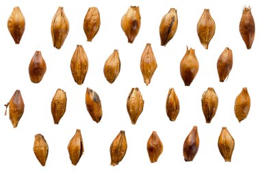 Beyaz arka planda izole edilmiş bir yığın arpa çayı. Beyaz arka planda izole edilmiş, kavrulmuş arpa. Kızarmış arpa çayı, beyaza izole edilmiş, üst manzara. Koyu arpa taneleri.