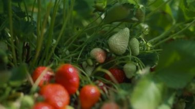 Çilekler olgunlaşır hasat için